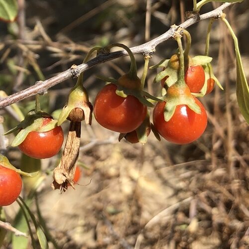 Lycium pallidum (Pale Wolfberry) — photo