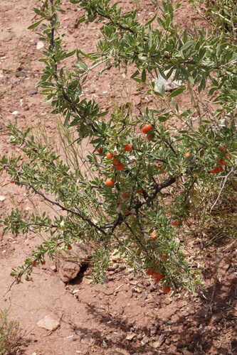 Lycium pallidum (Pale Wolfberry) — photo