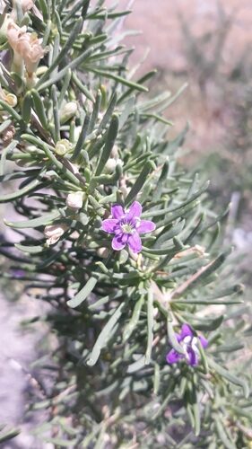 Lycium ruthenicum