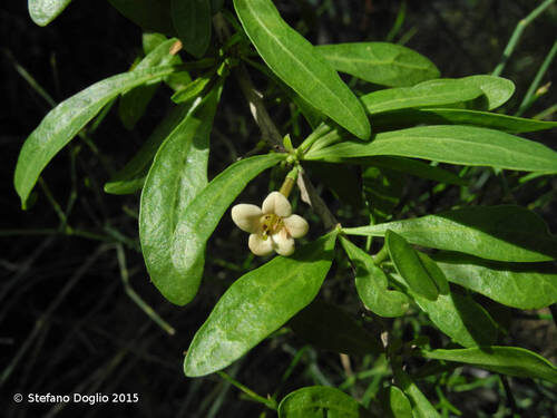 Lycium schweinfurthii