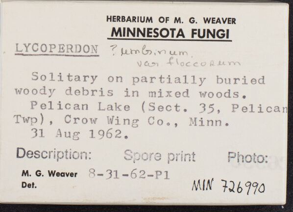 Lycoperdon umbrinum var. floccosum — photo
