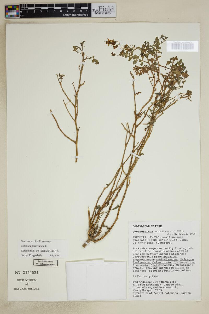 Lycopersicon peruvianum - (L.)Mill. — photo