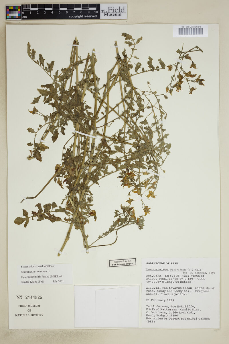 Lycopersicon peruvianum - (L.)Mill. — photo