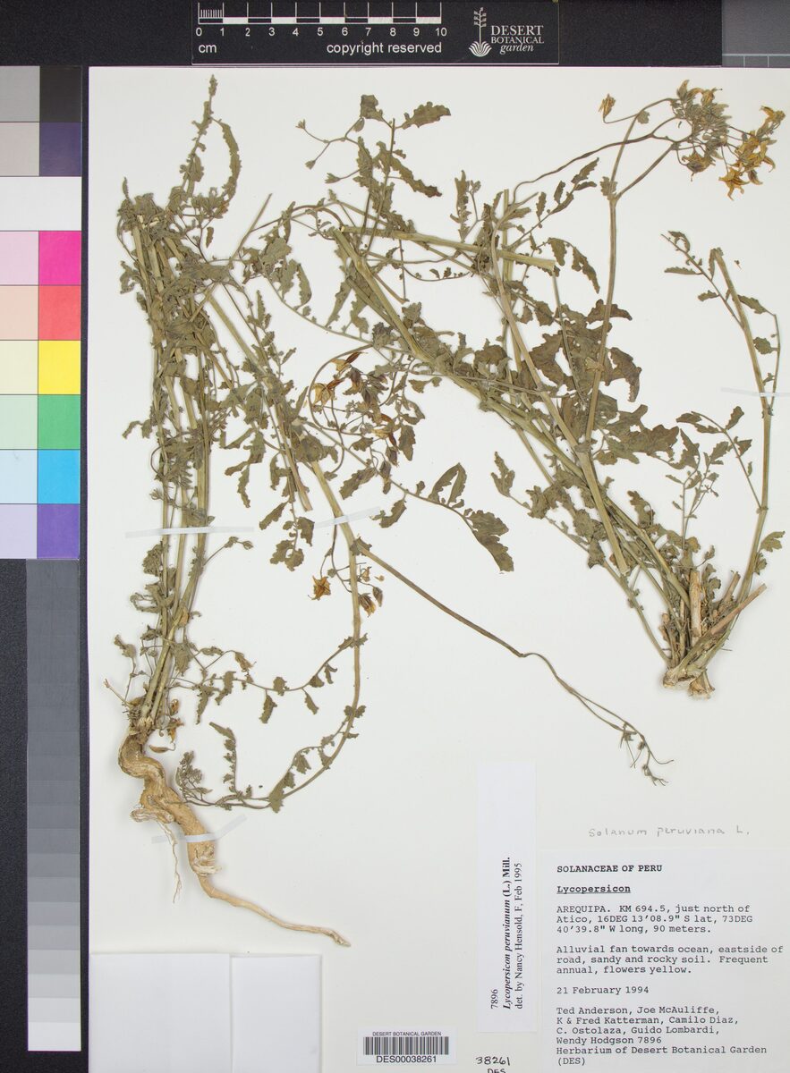 Lycopersicon peruvianum - (L.)Mill.