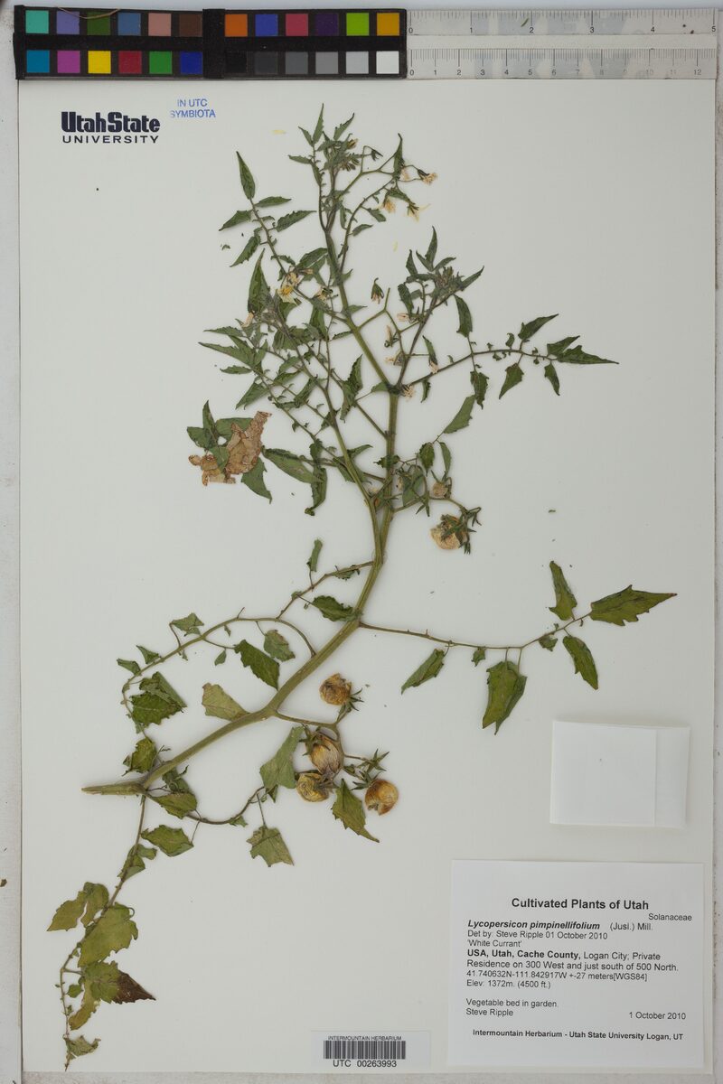 Lycopersicon pimpinellifolium - (L.)Mill. (Currant Tomato) — photo
