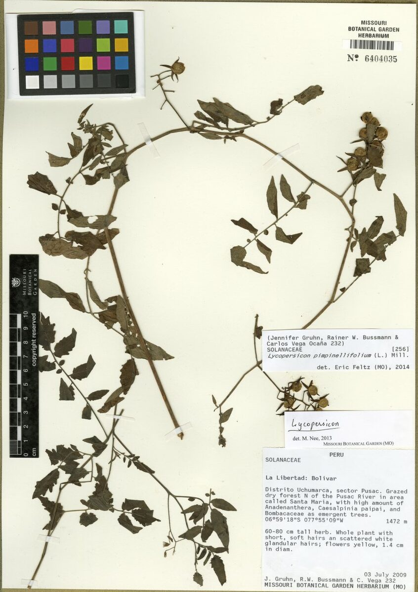 Lycopersicon pimpinellifolium - (L.)Mill. (Currant Tomato) — photo