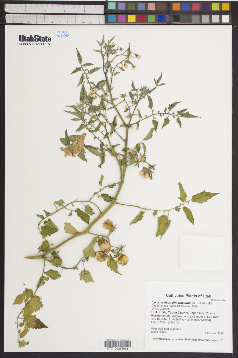 Lycopersicon pimpinellifolium - (L.)Mill.