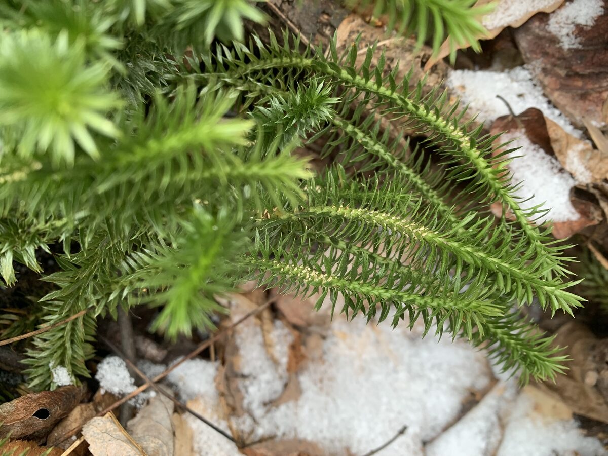 Lycopodiaceae
