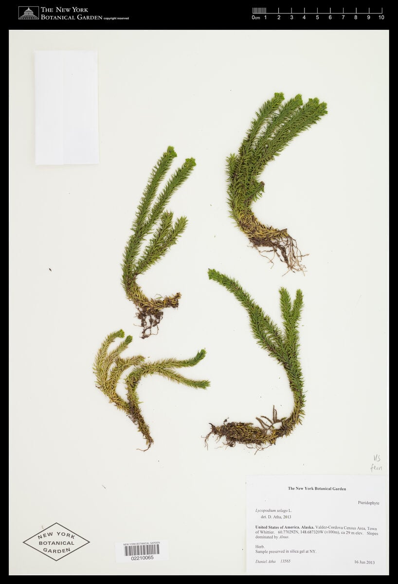 Lycopodium selago