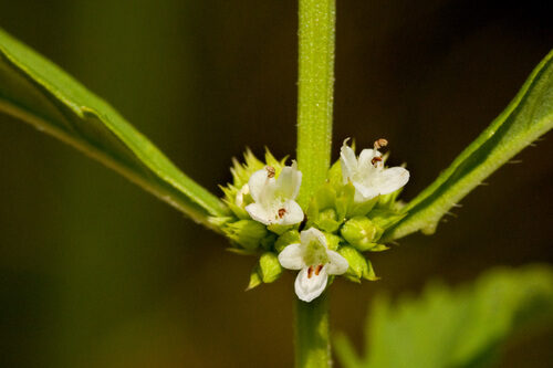 Lycopus americanus (Water Horehound) — photo