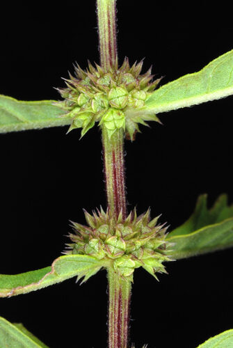 Lycopus americanus (Water Horehound) — photo