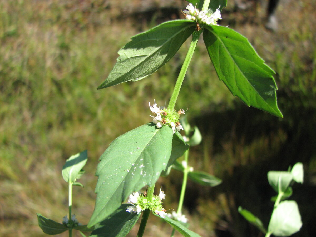 Lycopus amplectens (Clasping water horehound) — photo