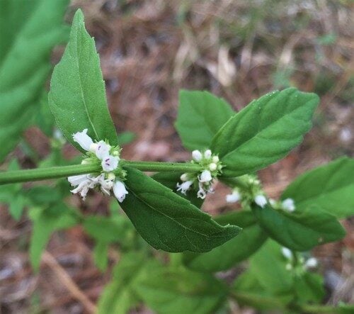 Lycopus amplectens