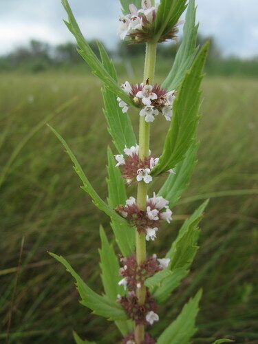 Lycopus asper (Rough Bugleweed) — photo
