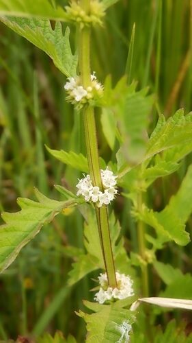 Lycopus europaeus (Gypsywort) — photo