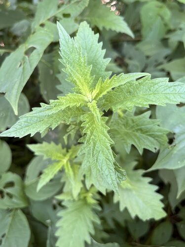 Lycopus europaeus (Gypsywort) — photo