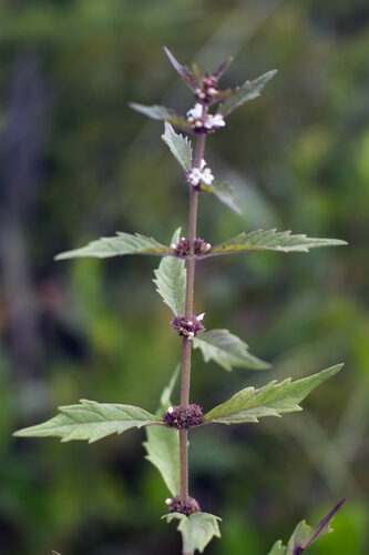 Lycopus uniflorus (Bugleweed) — photo