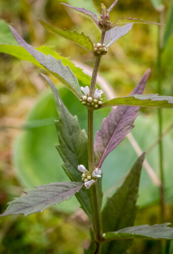 Lycopus uniflorus (Bugleweed) — photo