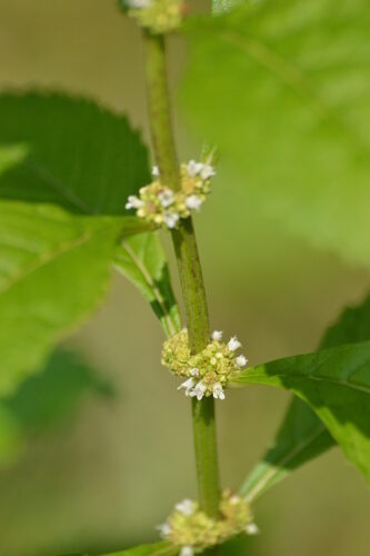 Lycopus virginicus (Bugleweed) — photo