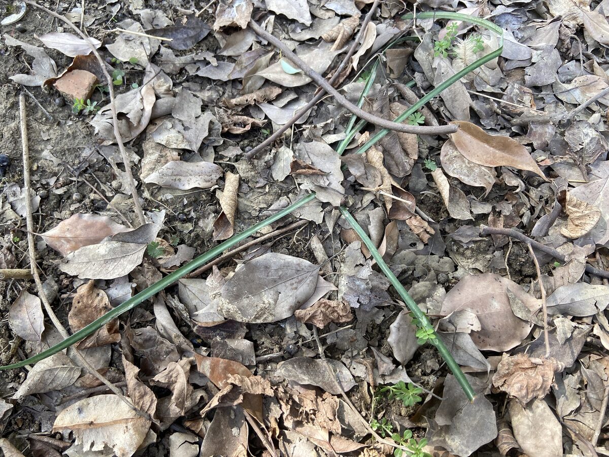 Lycoris radiata - (L'Hér.)Herb. (Spider Lily) — photo