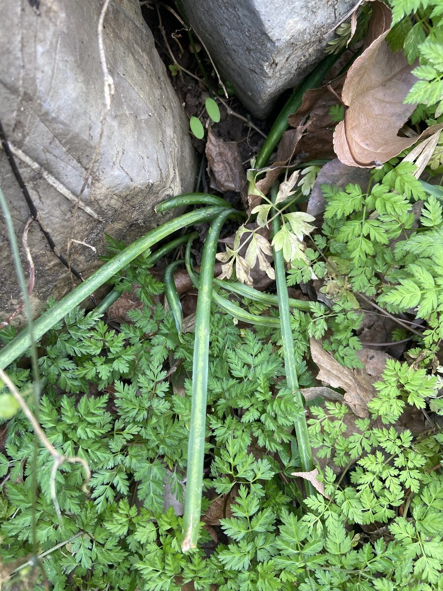 Lycoris radiata - (L'Hér.)Herb. (Spider Lily) — photo