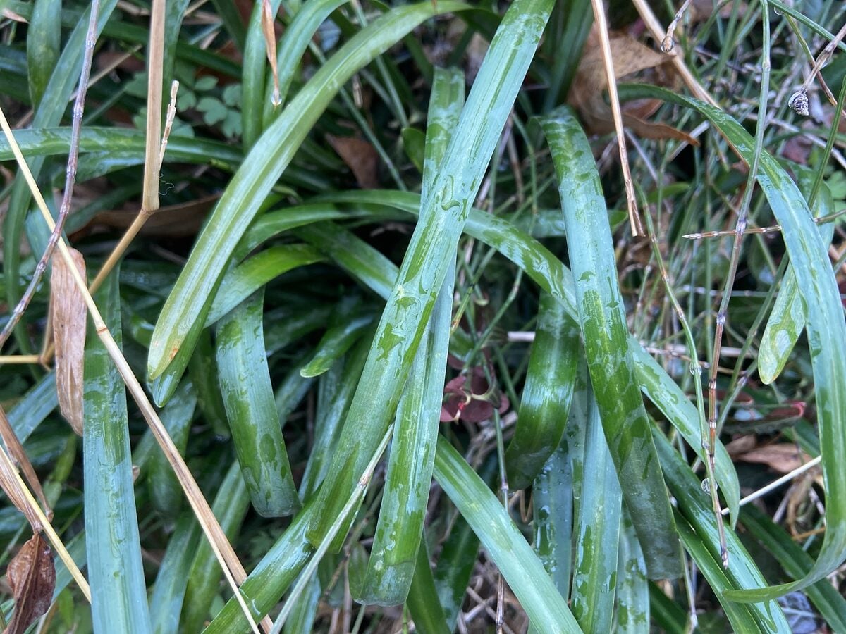 Lycoris radiata - (L'Hér.)Herb.