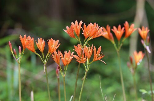 Lycoris sanguinea (Spider Lily) — photo