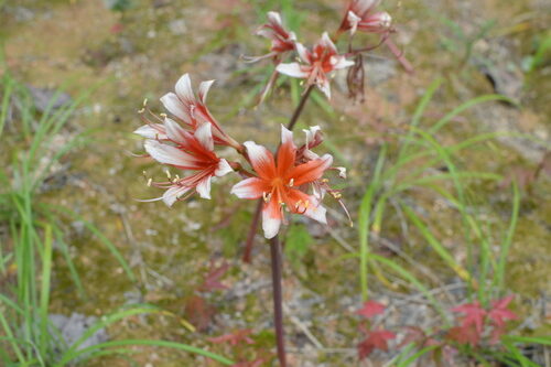 Lycoris sanguinea (Spider Lily) — photo