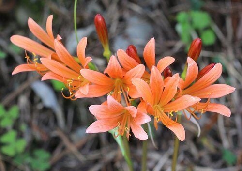 Lycoris sanguinea