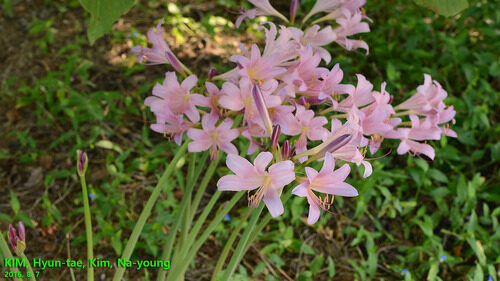 Lycoris squamigera (Resurrection Lily) — photo