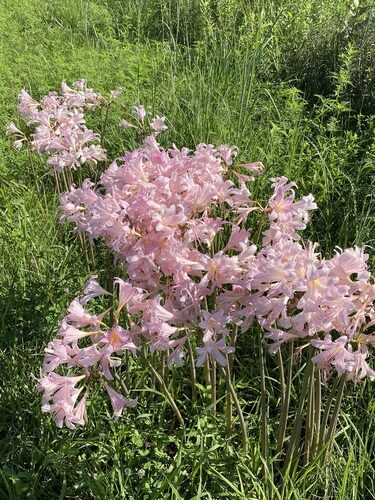 Lycoris squamigera (Resurrection Lily) — photo
