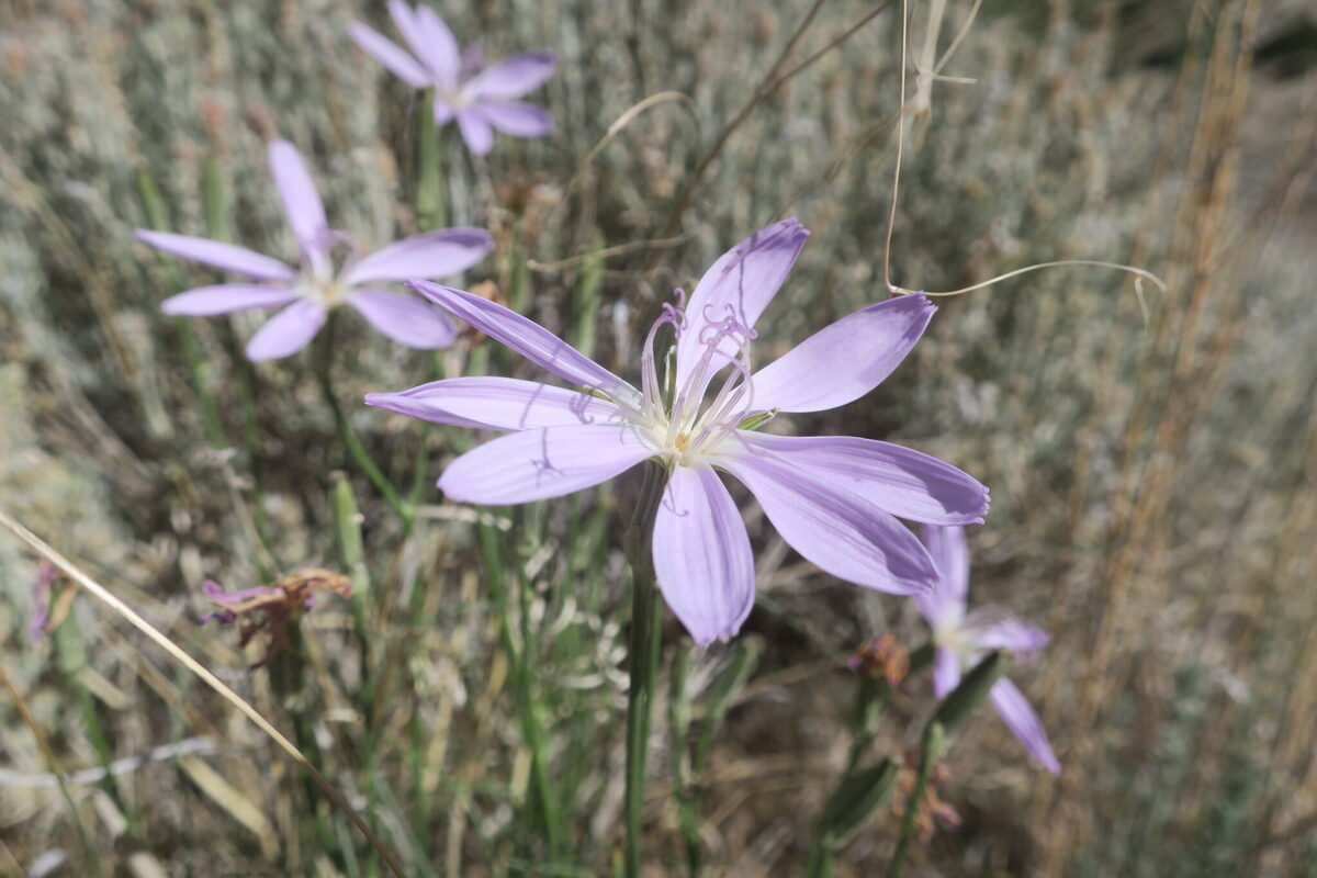 Lygodesmia grandiflora - (Nutt.)Torr.&A.Gray. (Skeleton Plant) — photo