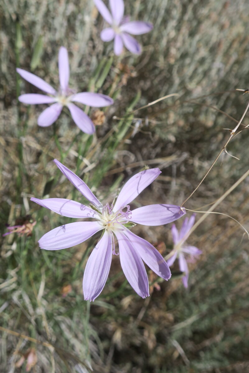 Lygodesmia grandiflora - (Nutt.)Torr.&A.Gray. (Skeleton Plant) — photo