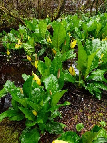 Lysichiton americanus (Yellow Skunk Cabbage) — photo