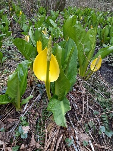 Lysichiton americanus (Yellow Skunk Cabbage) — photo