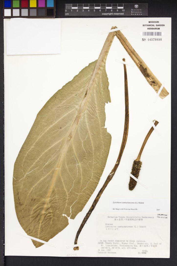 Lysichiton camtschatcense - (L.)Schott. — photo