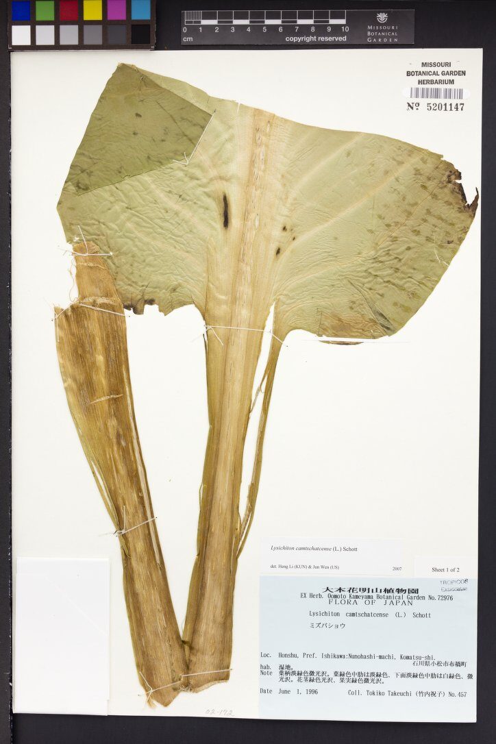 Lysichiton camtschatcense - (L.)Schott.