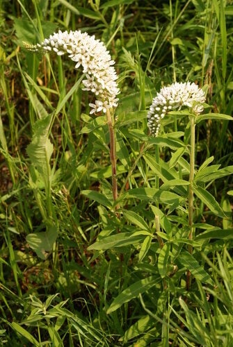Lysimachia barystachys (Manchurian yellow loosestrife) — photo