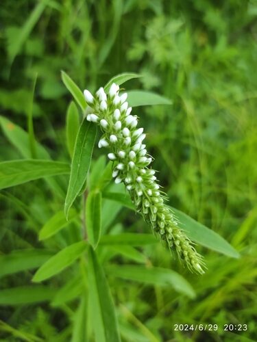 Lysimachia barystachys (Manchurian yellow loosestrife) — photo