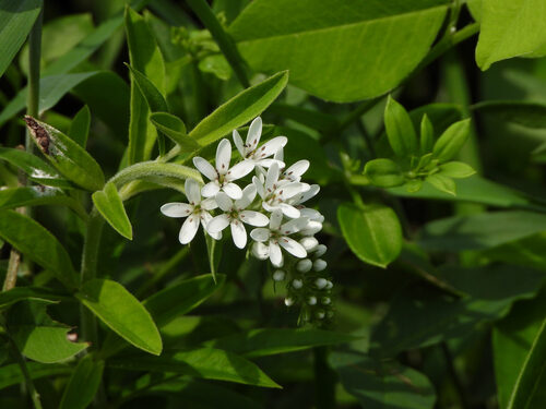 Lysimachia barystachys