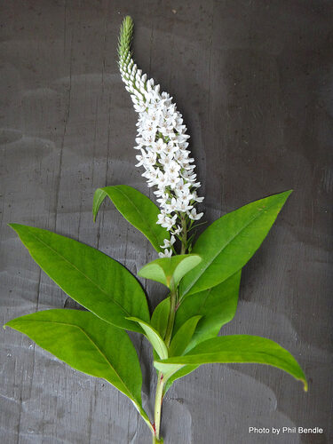 Lysimachia clethroides (Gooseneck Loosestrife) — photo