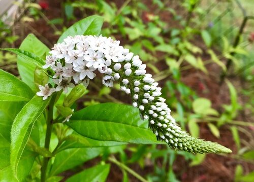 Lysimachia clethroides (Gooseneck Loosestrife) — photo