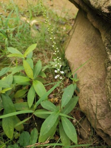 Lysimachia fortunei — photo