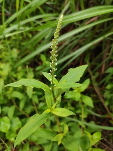 Lysimachia fortunei — photo