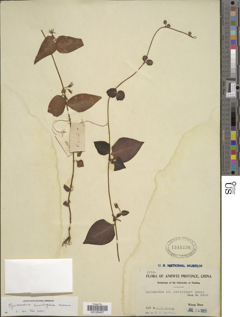 Lysimachia hemsleyana — photo