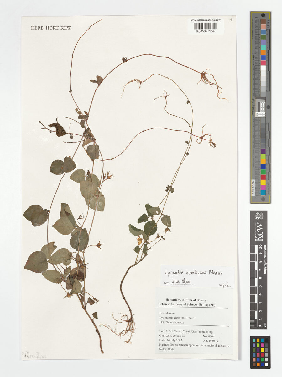Lysimachia hemsleyana