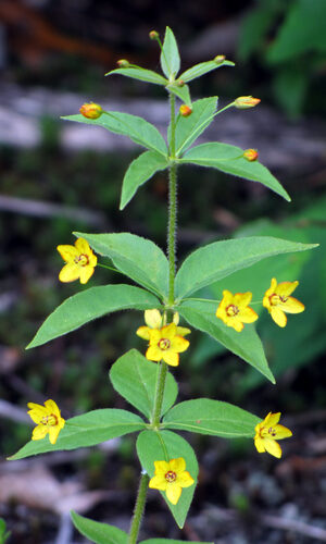 Lysimachia quadrifolia (Whorled Yellow Loosestrife) — photo