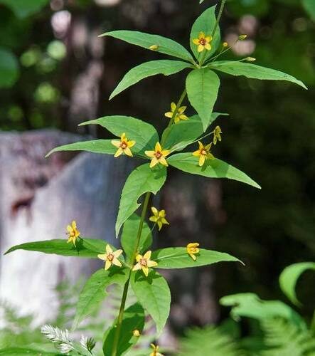 Lysimachia quadrifolia (Whorled Yellow Loosestrife) — photo