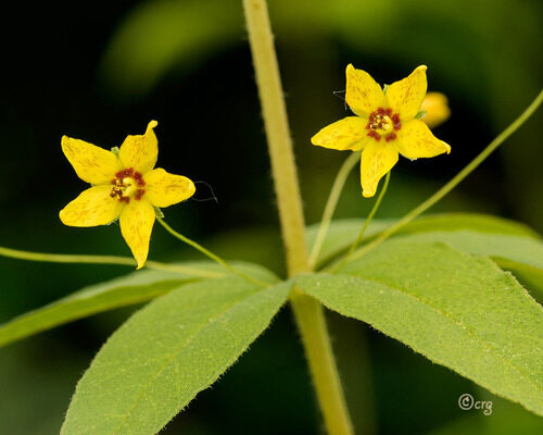 Lysimachia quadrifolia