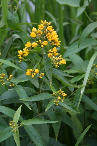 Lysimachia vulgaris (Yellow Loosestrife) — photo